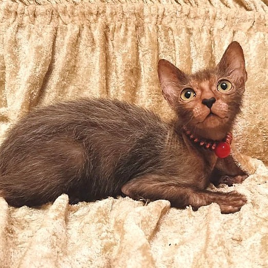 котята канадского сфинкса