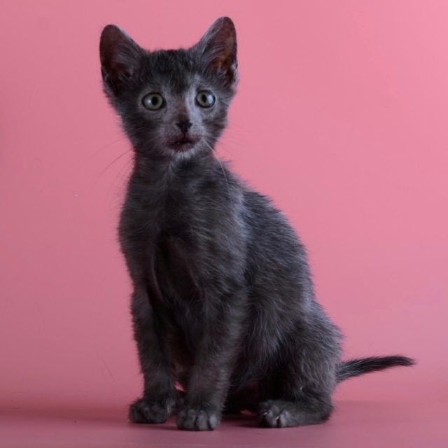 котята ликой