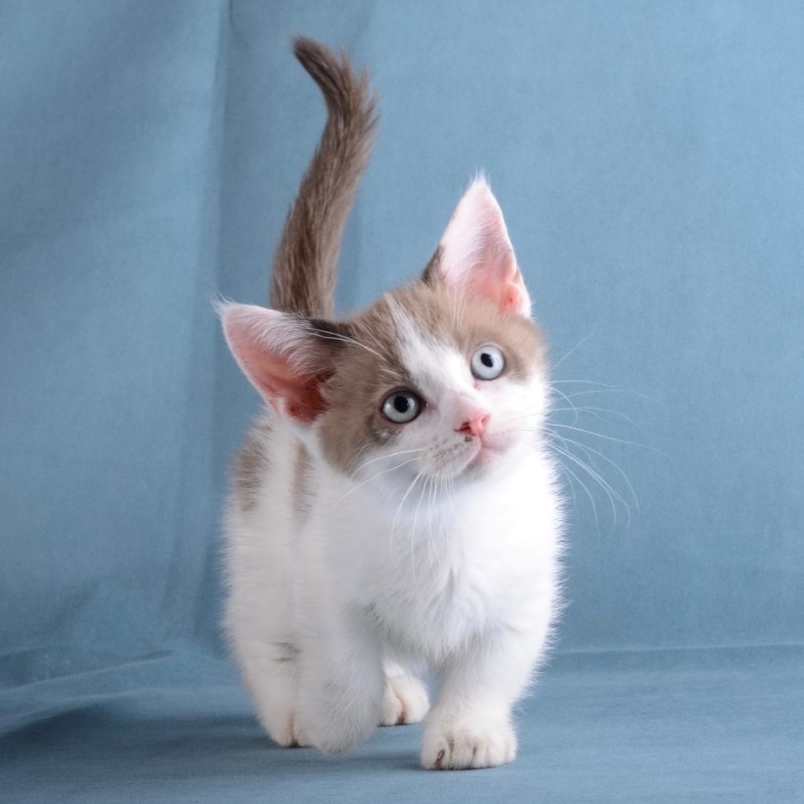 котята манчкин купить