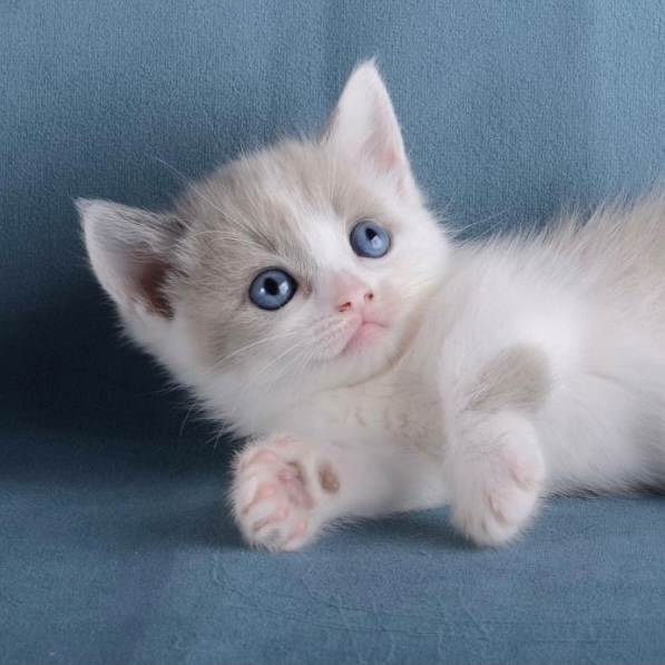 котята манчкин купить