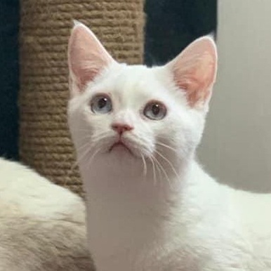 котята манчкин купить