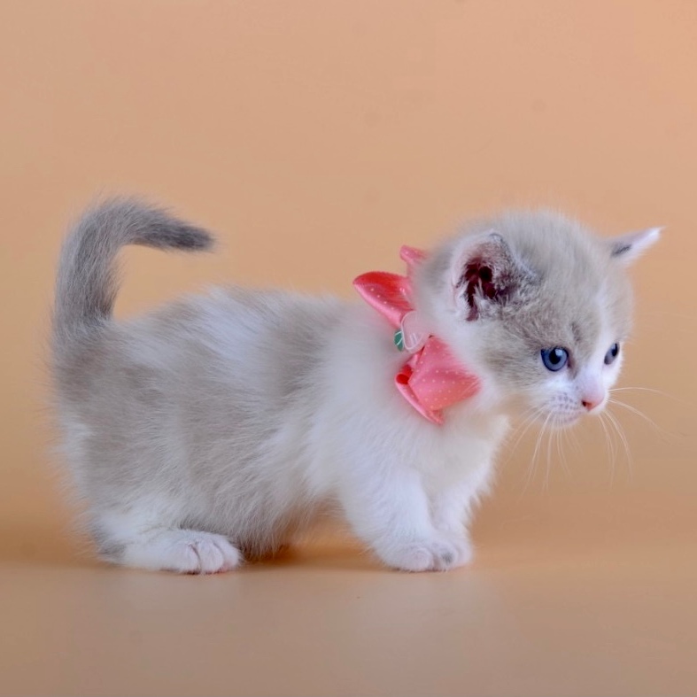 котята манчкин купить