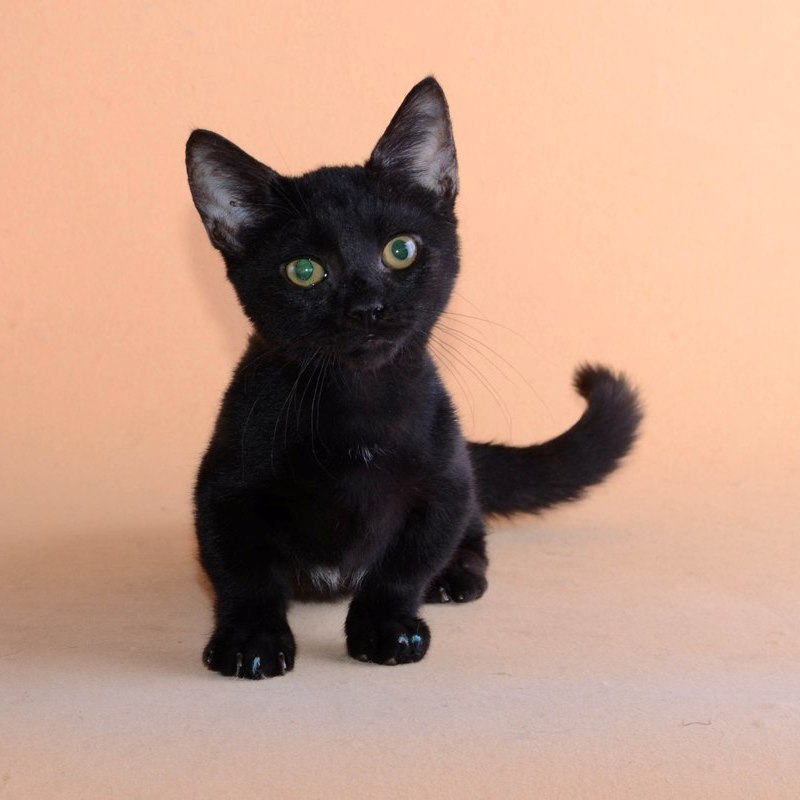 котята манчкин купить